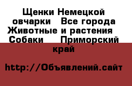 Щенки Немецкой овчарки - Все города Животные и растения » Собаки   . Приморский край